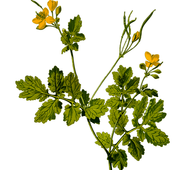 garšaugs sēklinieku sāpju mazināšanai vīriešiem